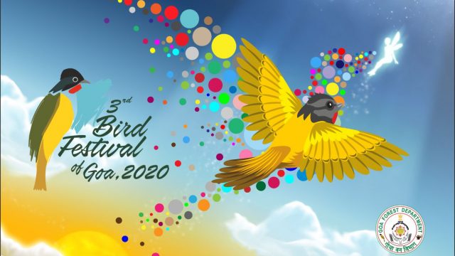 Experience the beauty of birds