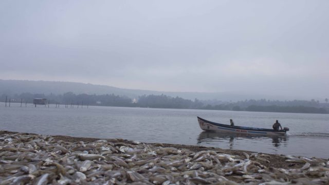 The Goan Fish Tales