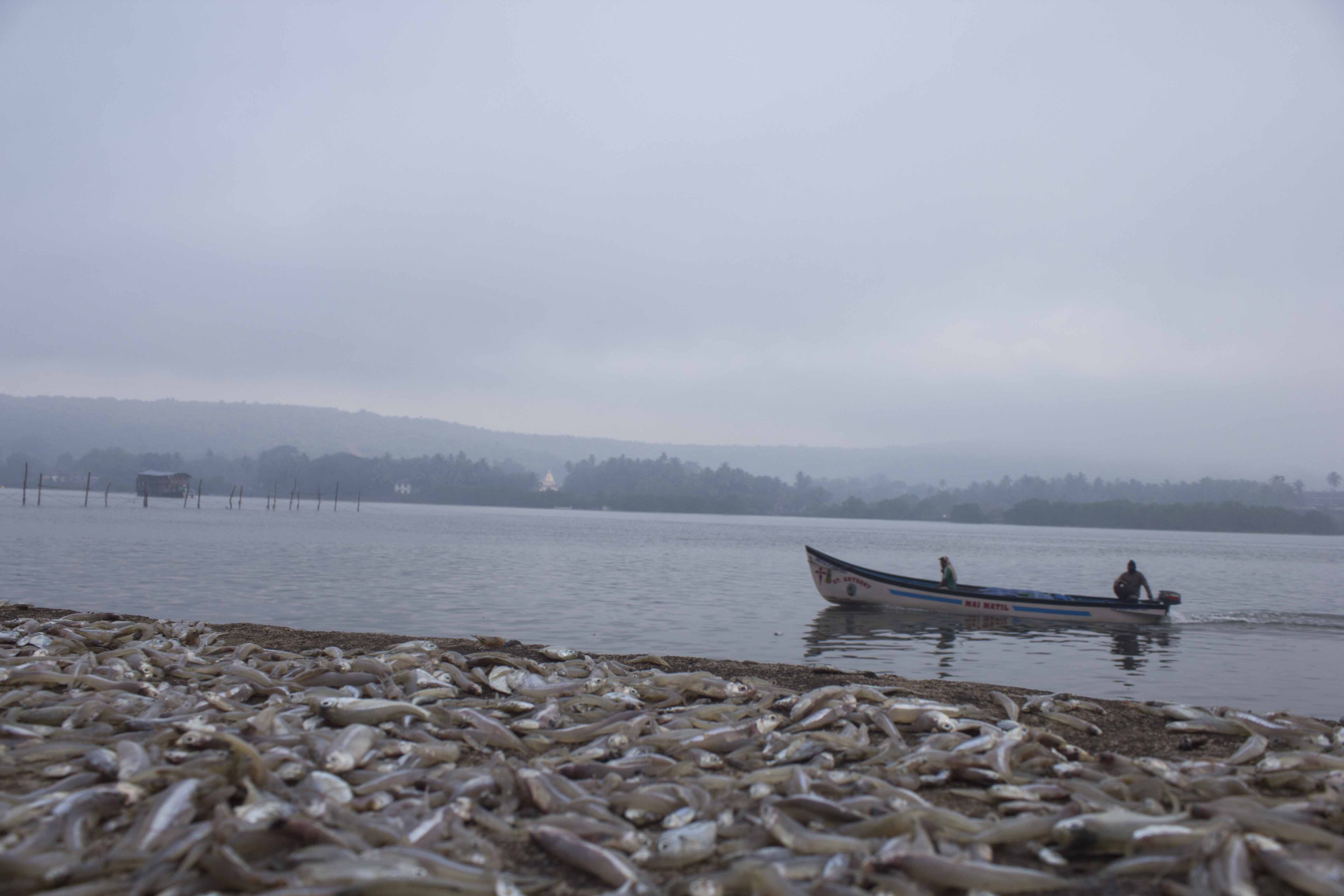 This Goan fishing uses 1 km long fishing net!!, Goa, Rapon, Traditional  fishing, fisher, seafood, fish, Benaulim