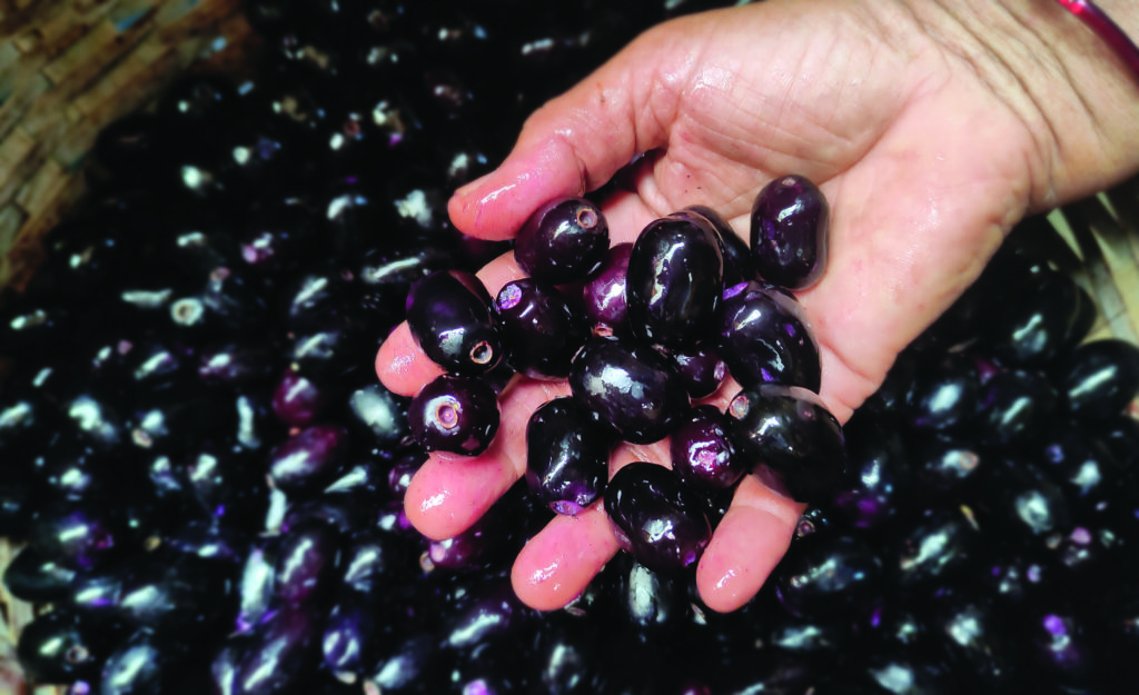 Delightful Summer Fruits of Goa - GoGoaNow ! Goa Events