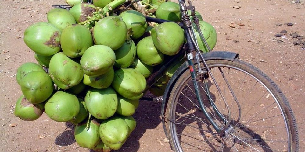 Coconut prices touch a new peak