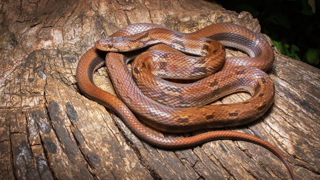 Spend your afternoon learning about snakes!