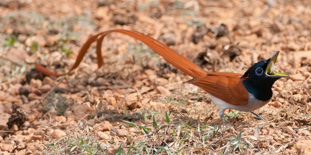 Where to spot Goa’s avian beauties