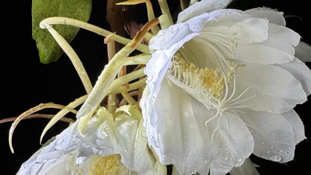 Glow of Epiphyllum – Brahma Kamal flowers of Goa