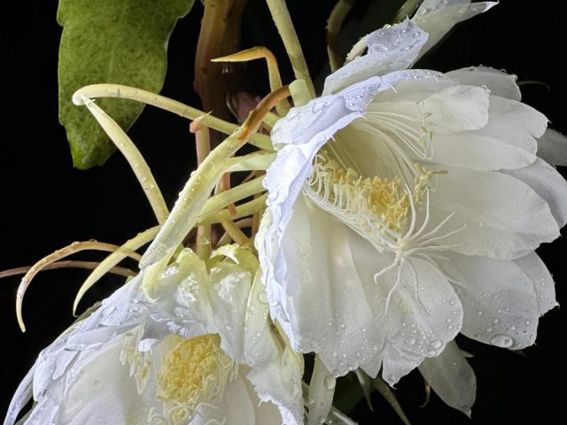 Glow of Epiphyllum – Brahma Kamal flowers of Goa