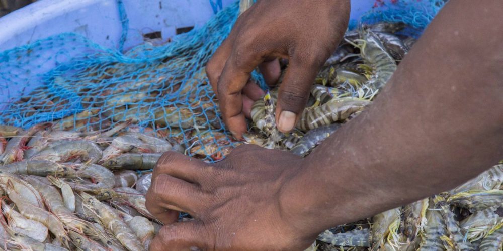 From Grandma’s Kitchen: Prawn Baffad