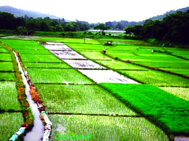 Managing insects in monsoon crops