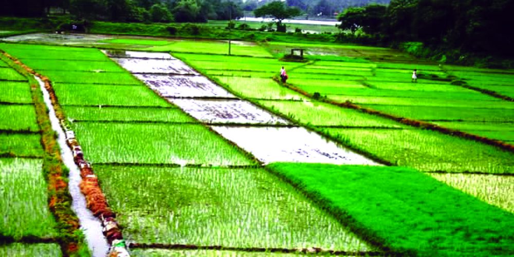 Managing insects in monsoon crops