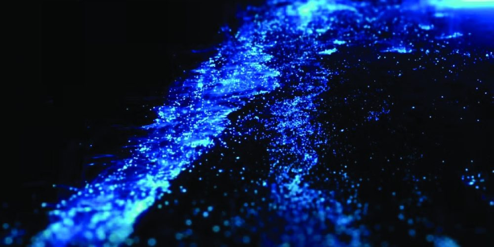 Bioluminescence in Goa’s rivers