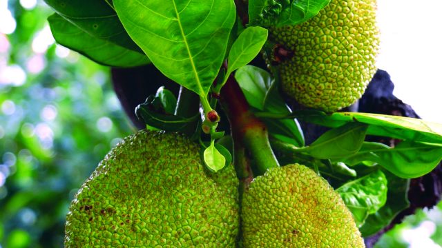 Under the jackfruit tree