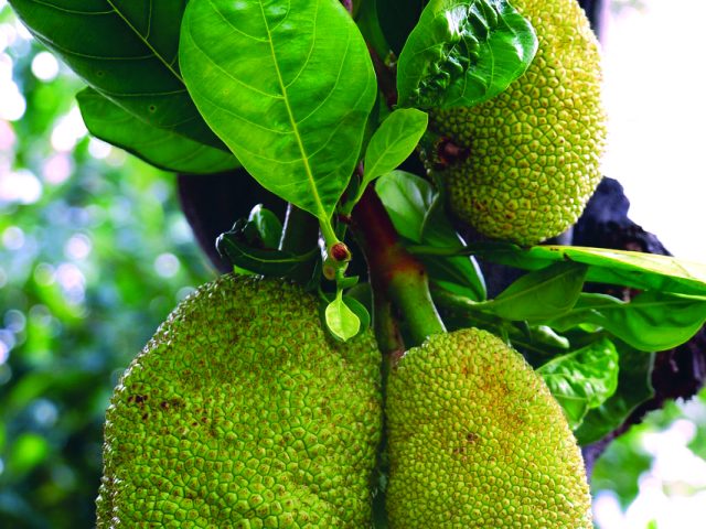 Under the jackfruit tree