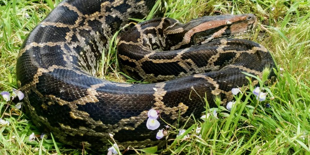 Getting to know the python next door