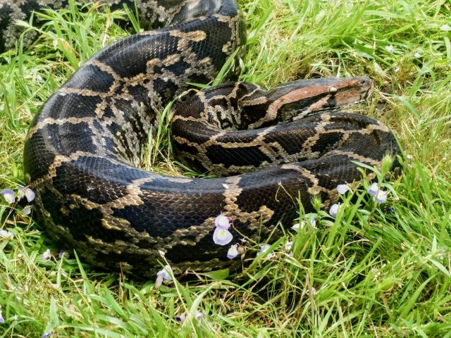 Getting to know the python next door