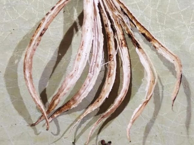 Ladyfingers in the rain
