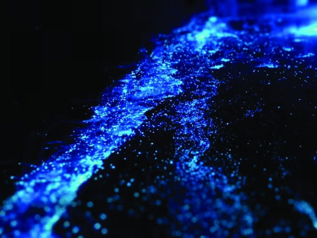 Bioluminescence in Goa’s rivers