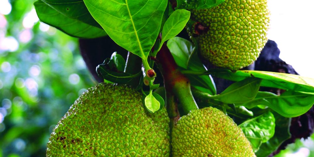 Under the jackfruit tree